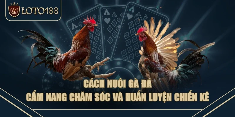 Cách Nuôi Gà Đá - Cẩm Nang Chăm Sóc Và Huấn Luyện Chiến Kê