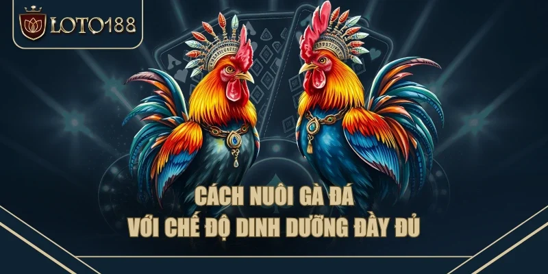 Cách nuôi gà đá với chế độ dinh dưỡng đầy đủ Cách nuôi gà đá với chế độ dinh dưỡng đầy đủ