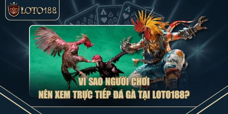 Vì sao người chơi nên xem trực tiếp đá gà tại LOTO188? 
