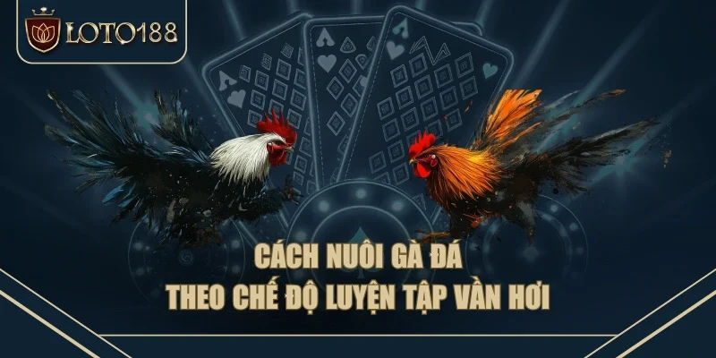 Cách nuôi gà đá theo chế độ luyện tập vần hơi Cách nuôi gà đá theo chế độ luyện tập vần hơi