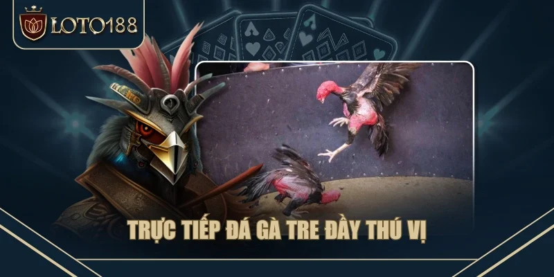 Trực tiếp đá gà tre đầy thú vị 